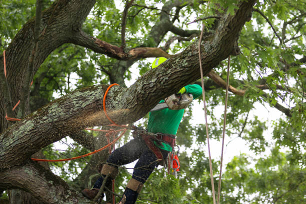 Professional Tree Care in Ashville, OH